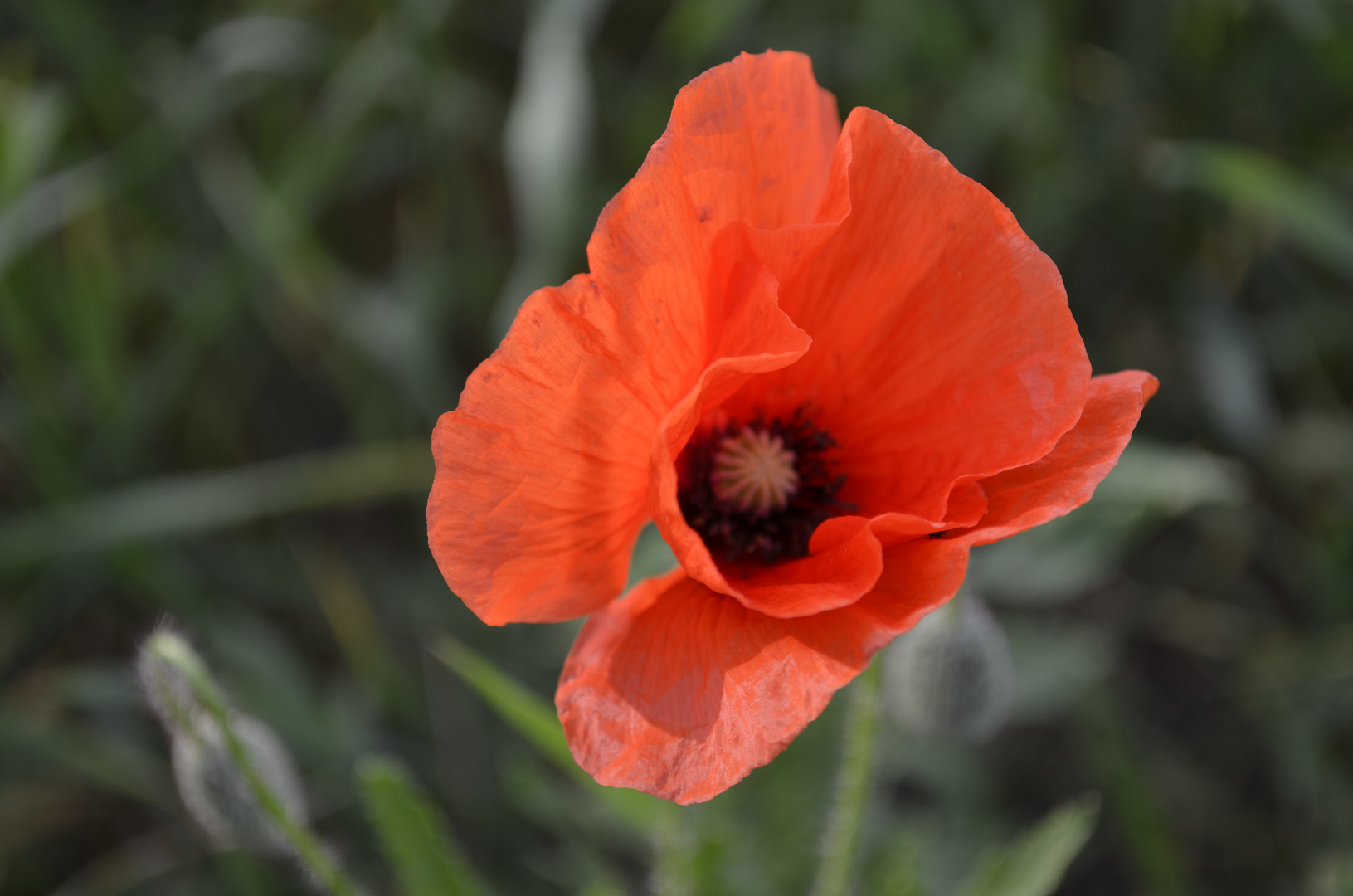 Mohn