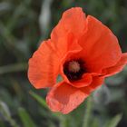 Mohn