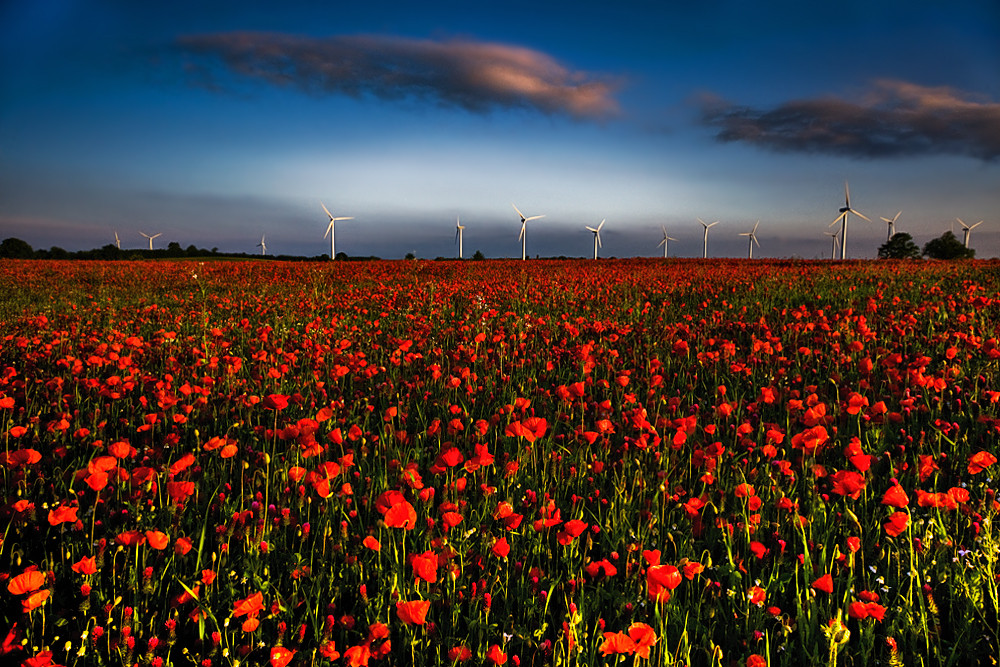 Mohn