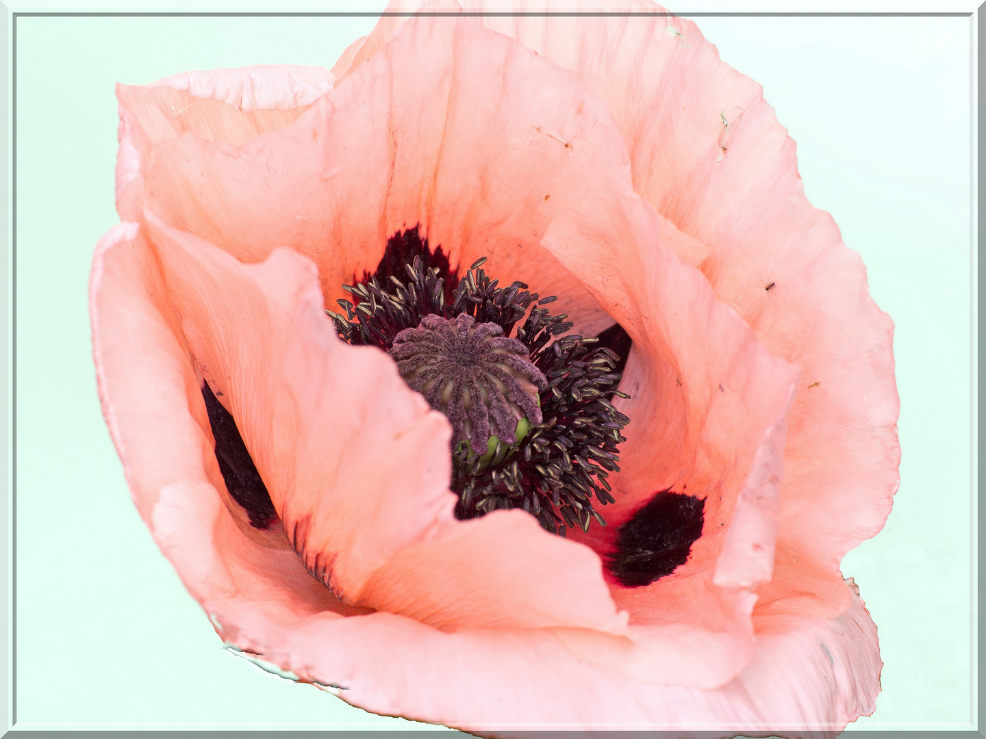 Mohn