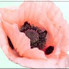 Mohn