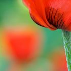 Mohn