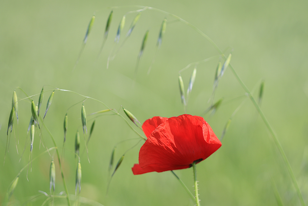 Mohn..