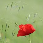 Mohn..