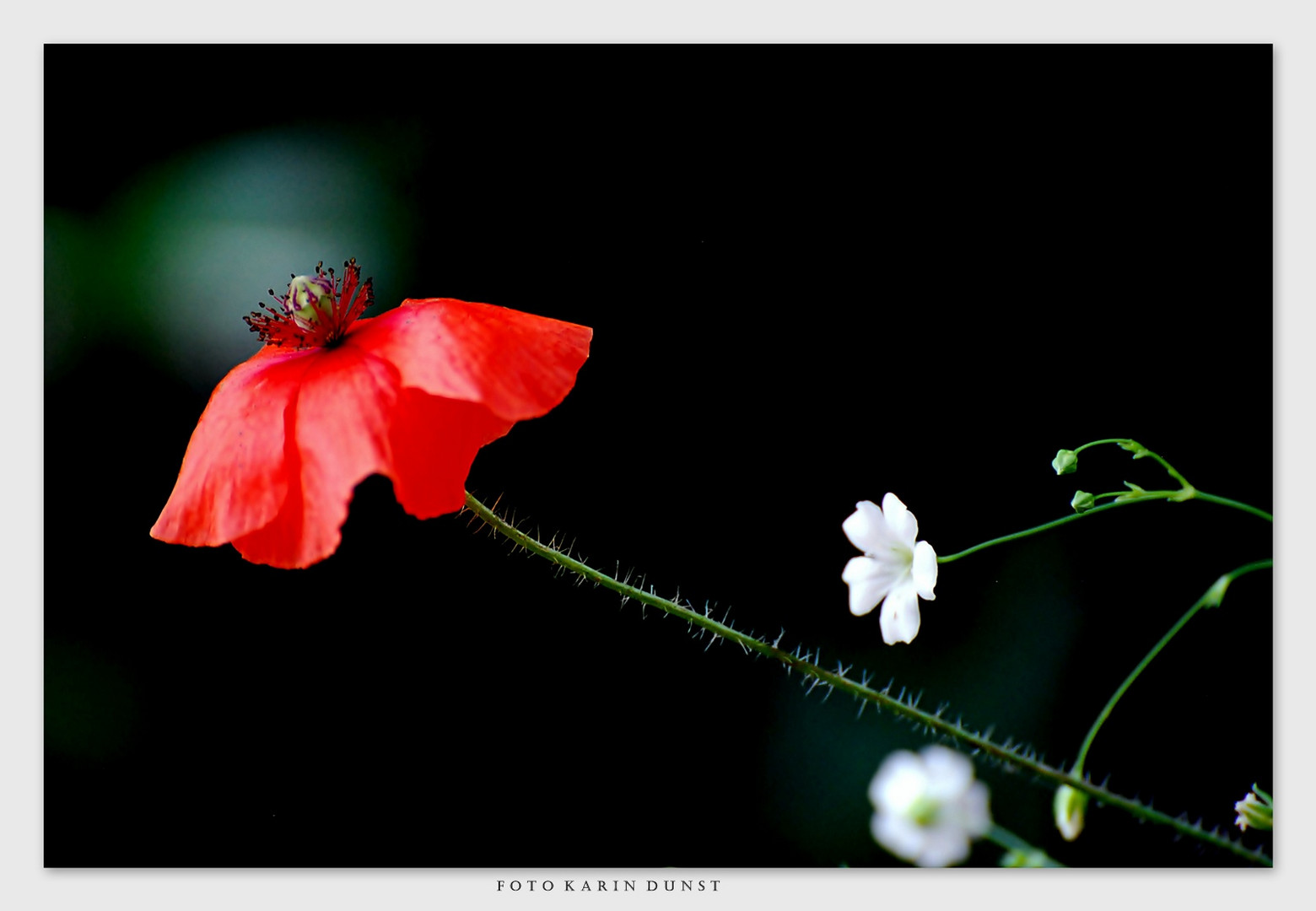 Mohn.......