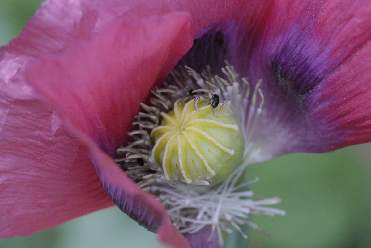 Mohn