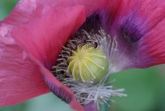 Mohn