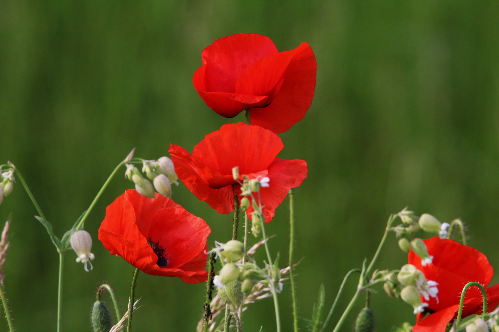 Mohn