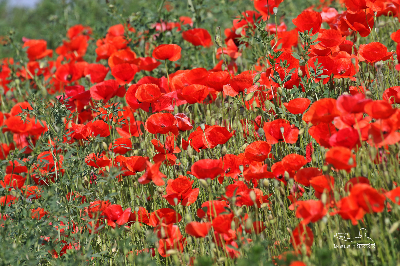Mohn Foto &amp; Bild | pflanzen, pilze &amp; flechten, blüten- &amp; kleinpflanzen ...