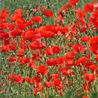 Mohn 