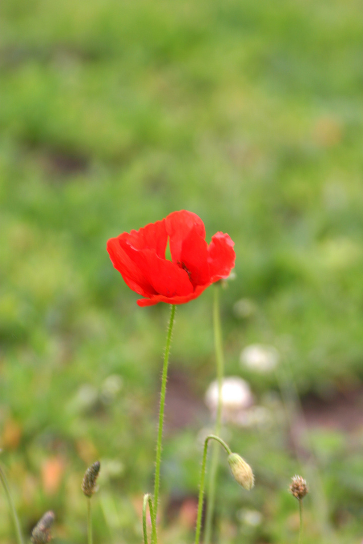 Mohn