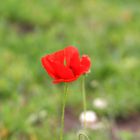 Mohn