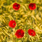 Mohn