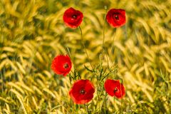 Mohn