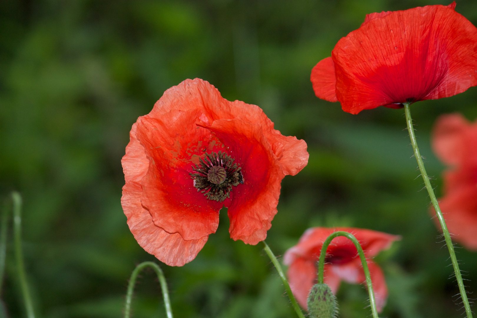 Mohn