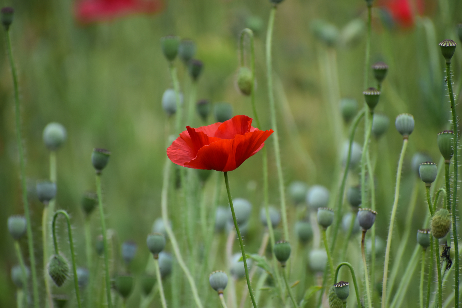 Mohn