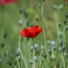 Mohn