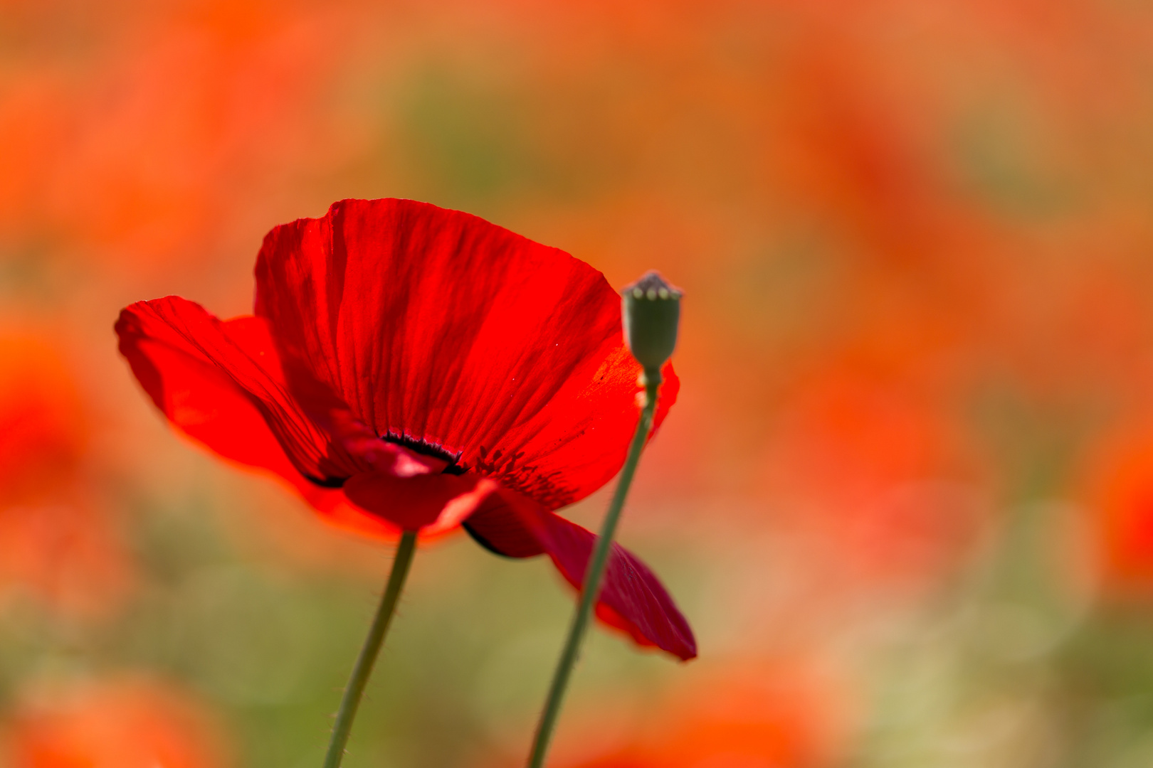 Mohn...