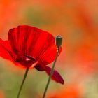 Mohn...