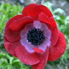 Mohn