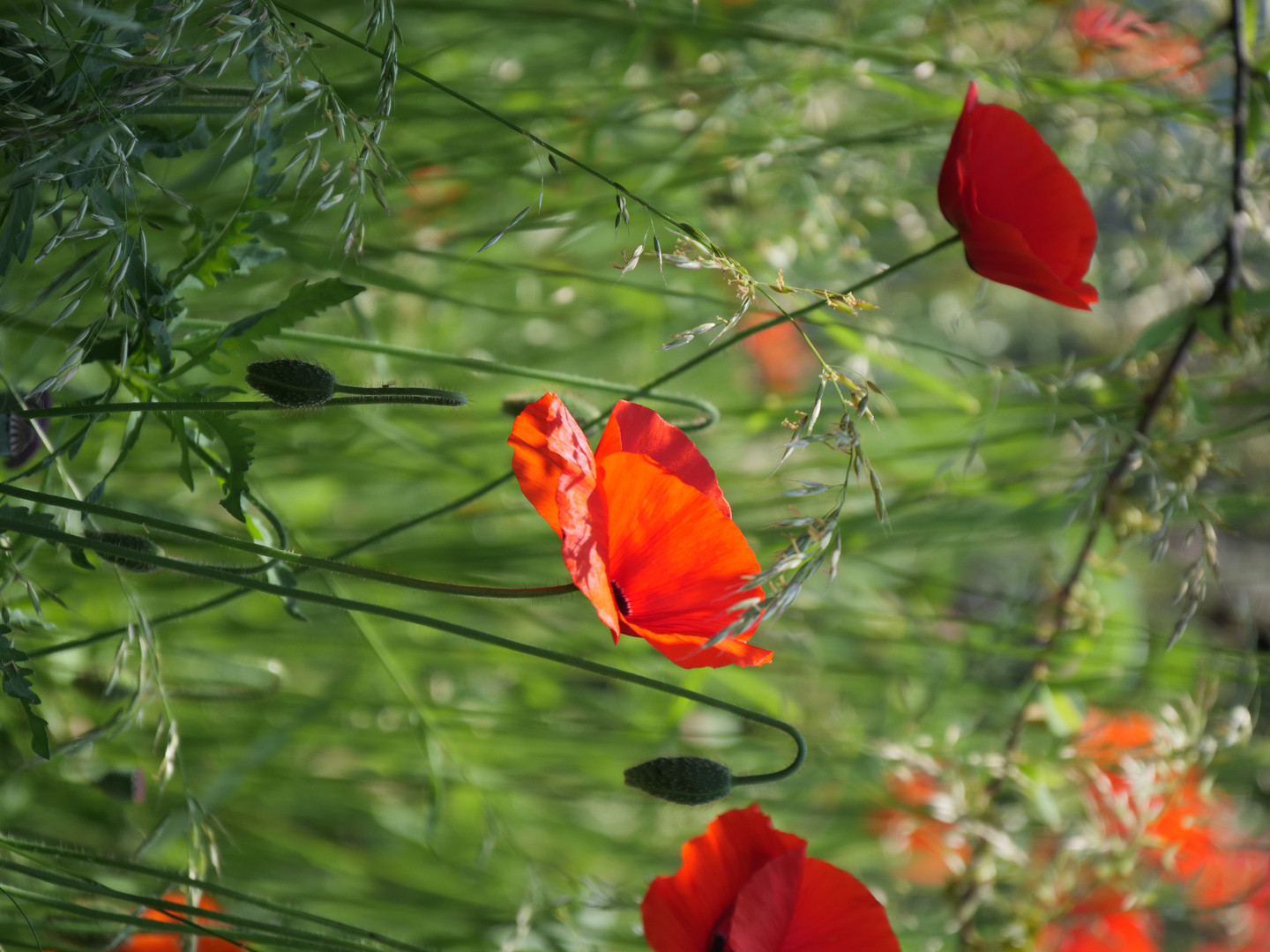 Mohn