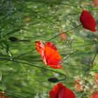 Mohn