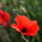 Mohn