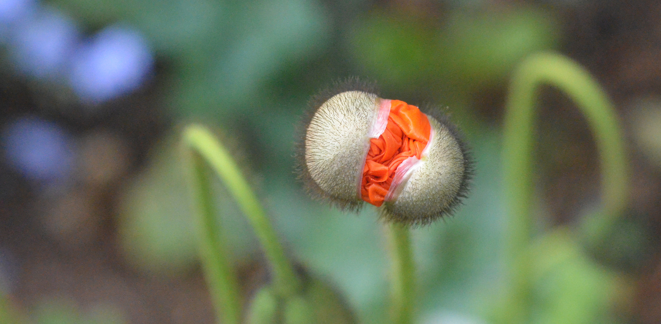 Mohn