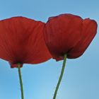 Mohn