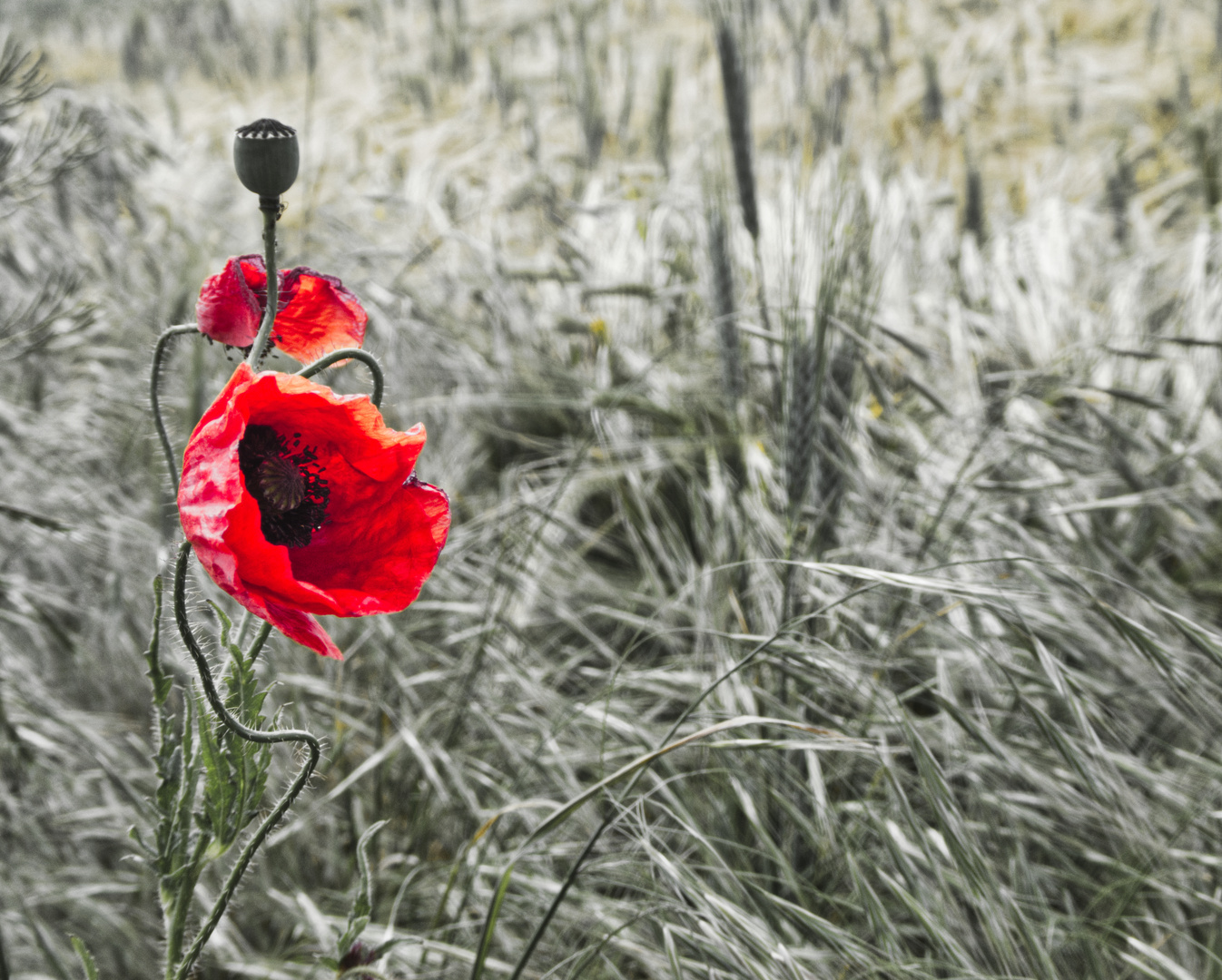 Mohn