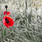 Mohn