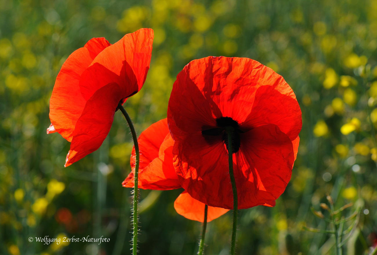 --- Mohn ---