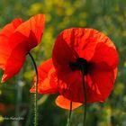 --- Mohn ---