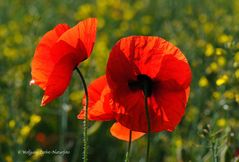 --- Mohn ---