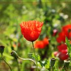 Mohn