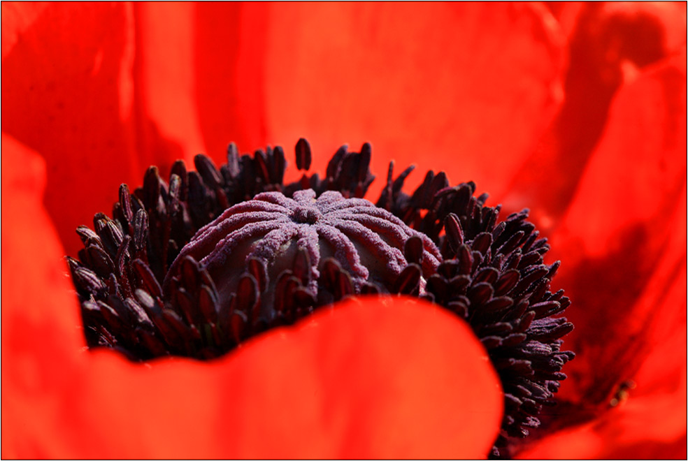 Mohn