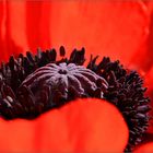 Mohn