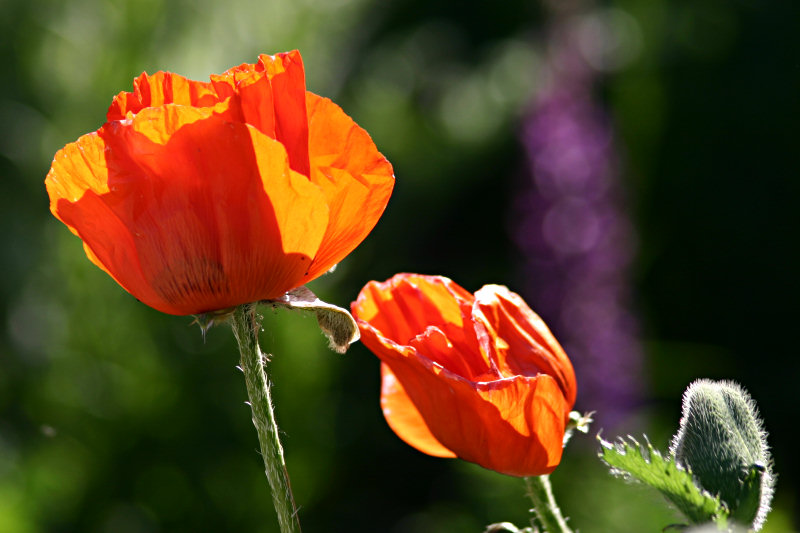 Mohn