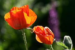 Mohn