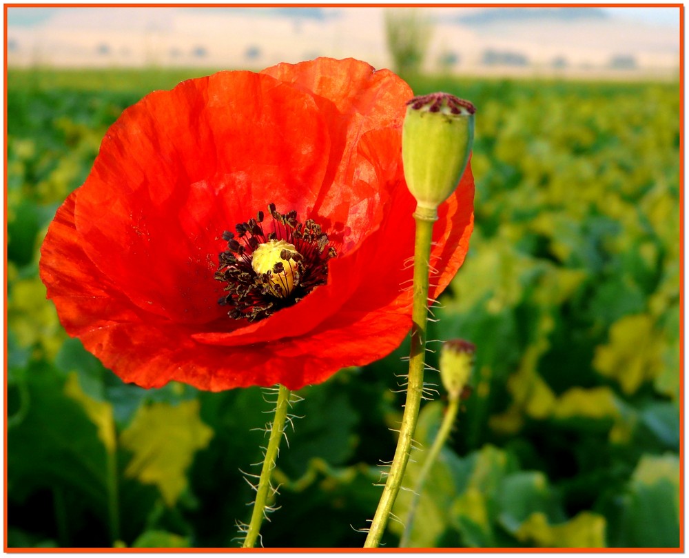 Mohn