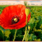 Mohn