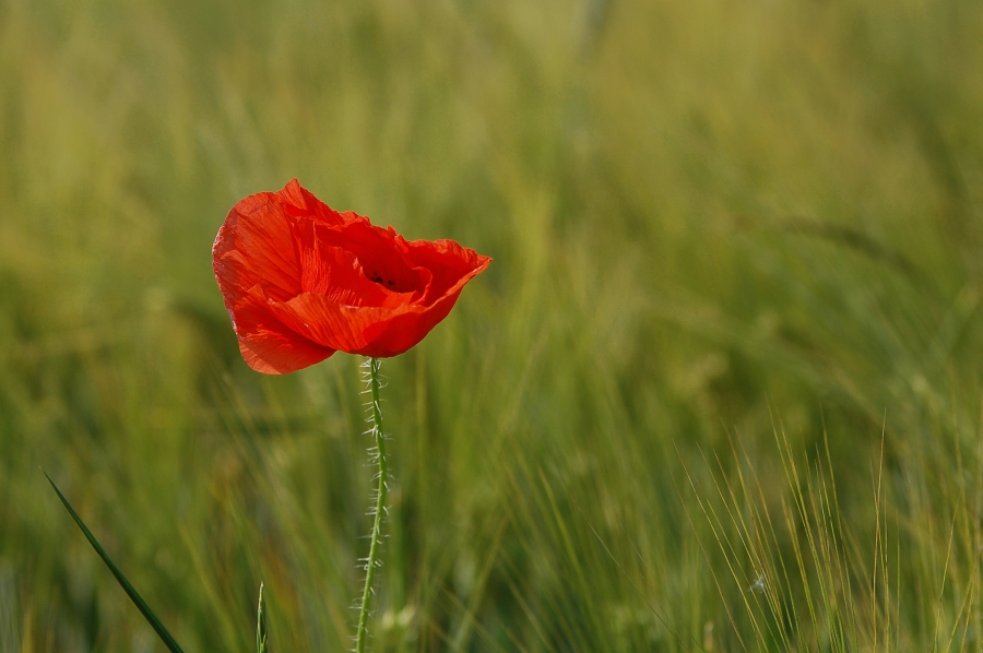 Mohn