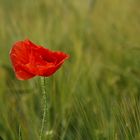 Mohn