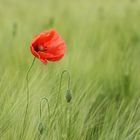 Mohn