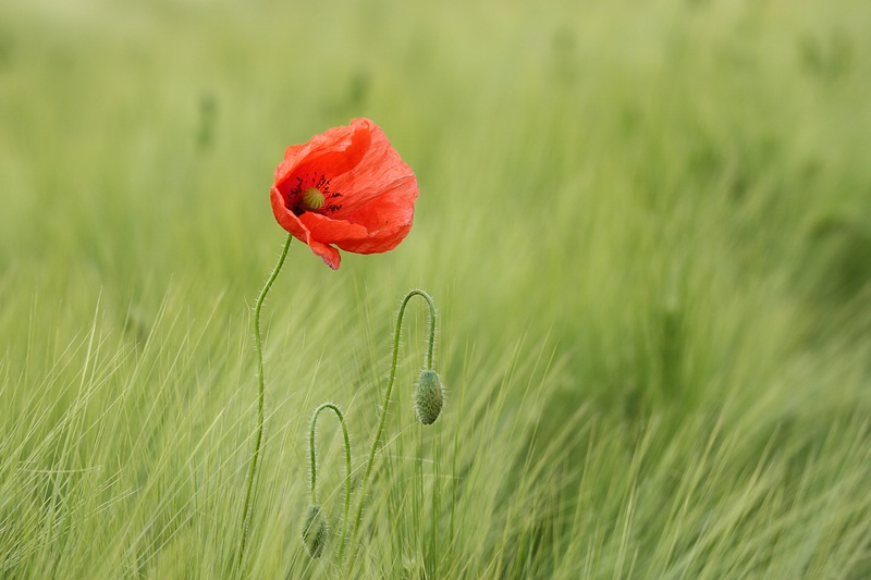 Mohn