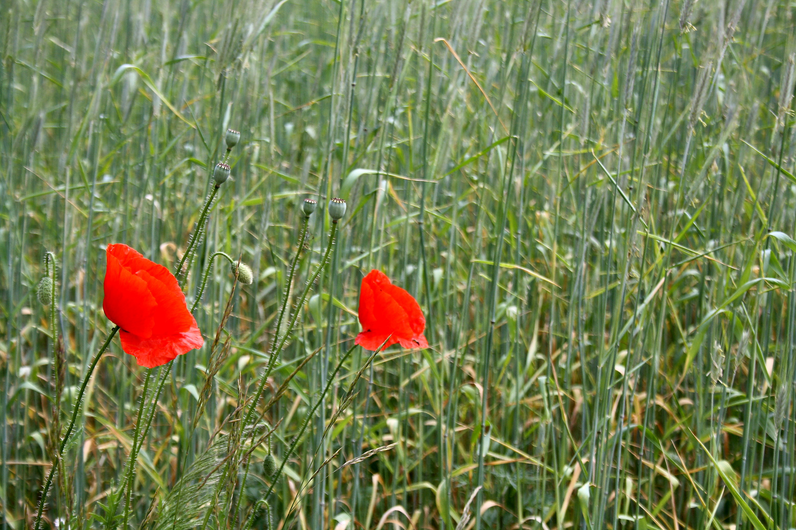 Mohn