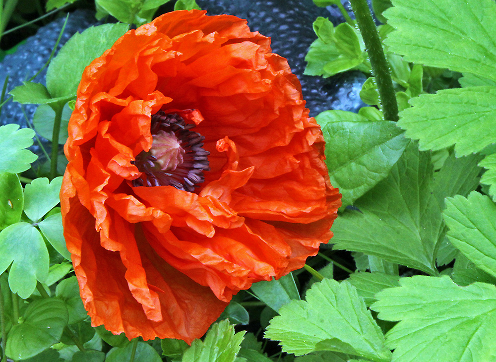 Mohn