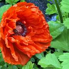 Mohn