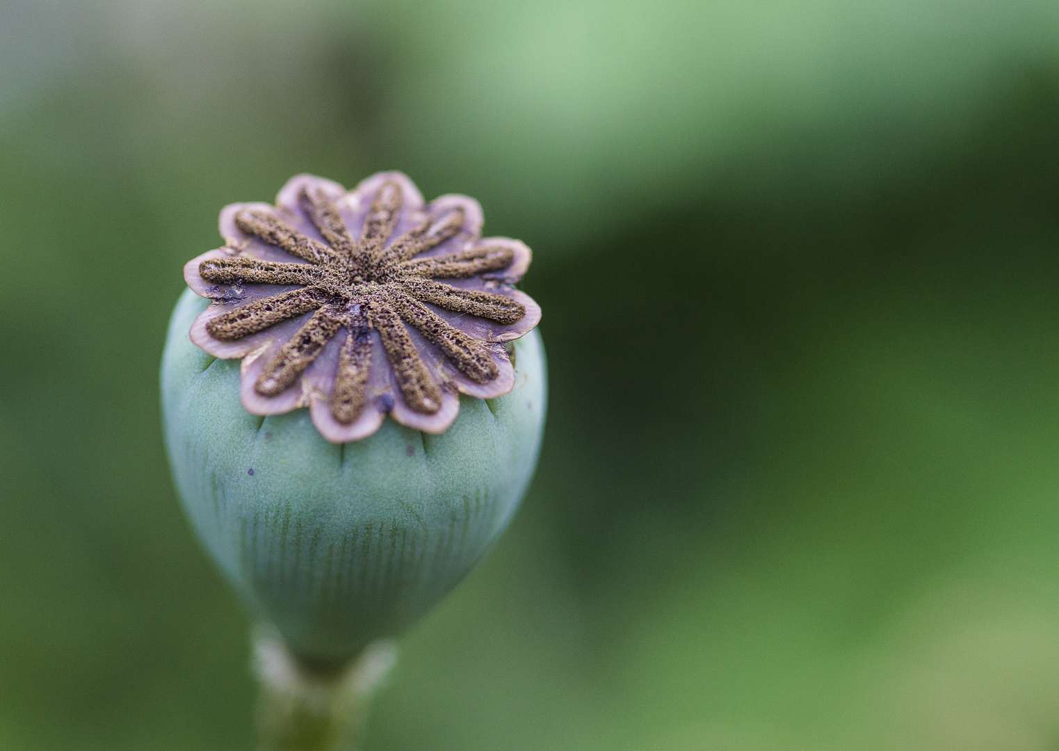 Mohn