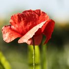 Mohn